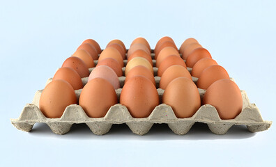 Chicken eggs in the egg tray isolated on the white background. 