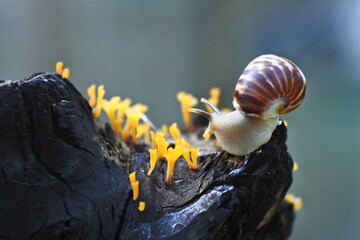 Helix pomatia, a species of land snail. Big snail in shell crawling on wooden branches, summer day in garden.