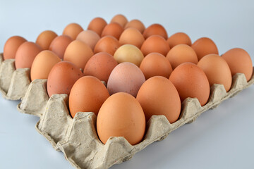 Chicken eggs in the egg tray isolated on the white background. 