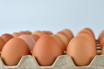 Chicken eggs in the egg tray isolated on the white background. 