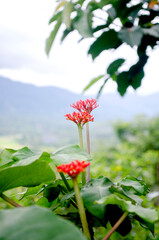 colorful flowers of the Peruvian jungle
