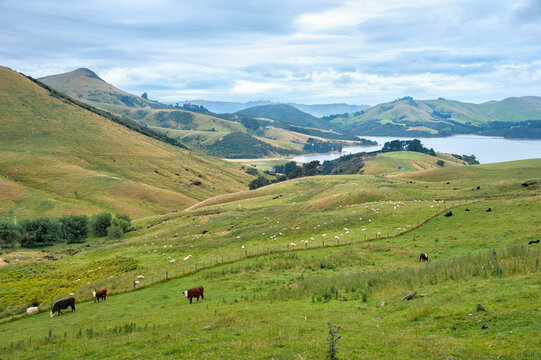 Sheep At Otago Peninsula In New Zealand