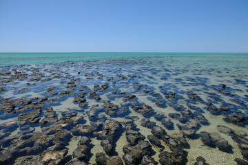 Western Australia Hamelin Pool Marine Nature Reserve - Structures of Stromatolites