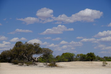 Western Australia Hamelin Pool Marine Nature Reserve - Coastline vegitation