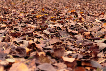 Fall leaves on the ground together 
