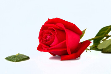 Red rose isolated on the white background.