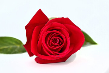 Red rose isolated on the white background.