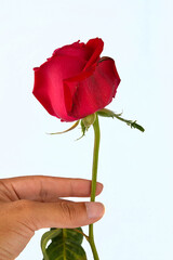 Hand holding red rose isolated on white background.