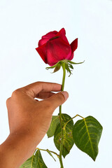 Hand holding red rose isolated on white background.