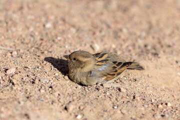 sparrow in sunny spring day