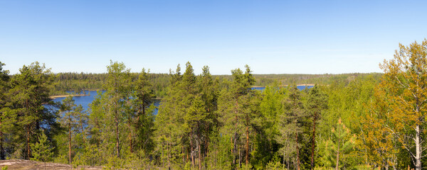 forest panorama in summer