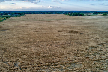 Wheat field aerial view. Rural landscape middle Russia