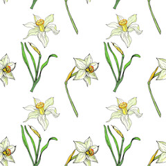 seamless background of hand-drawn daffodil flowers isolated on a white background
