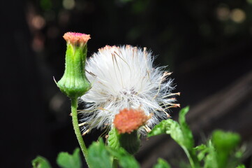 Obraz premium flower of a poppy