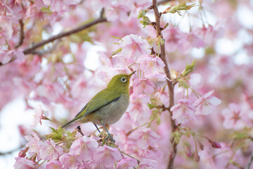 河津桜とメジロ