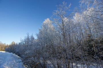 The white tree in the forest at Sweden winter time