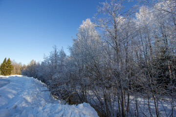 The white tree in the forest at Sweden winter time