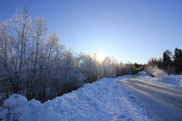 The white tree in the forest at Sweden winter time