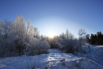 The white tree in the forest at Sweden winter time