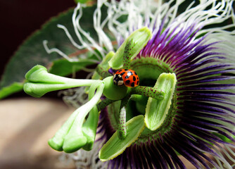 ladybug on green leaf