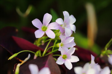 オキザリス・トリアングラリスのソフトピンクの花