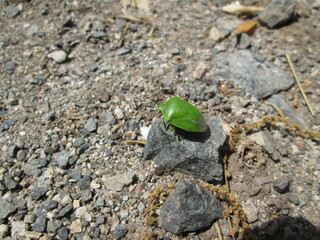 緑色のカメムシ