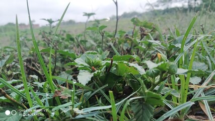 green grass in the wind