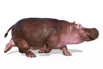 Hippopotamus isolated on white background 3d illustration