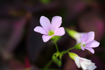 オキザリス・トリアングラリスのソフトピンクの花