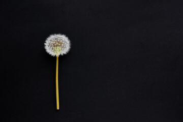 Blowball dandelion on a black slate background.