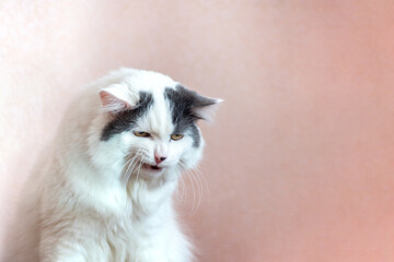 a white furry cat looks somewhere with emotions of disdain and disgust
