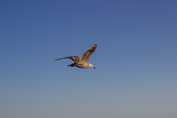 seagull flying over blue sky