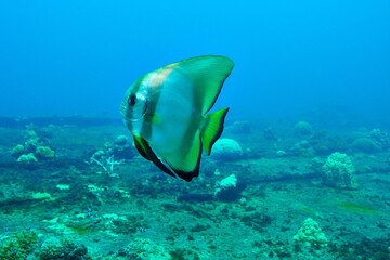 Tierra batfish of the sunken ship