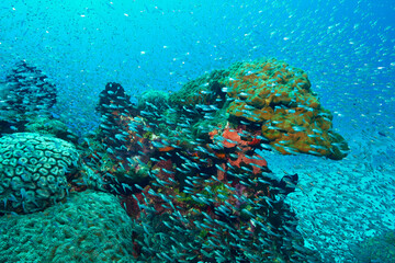 Fototapeta na wymiar Luminous cardinalfish and corals 