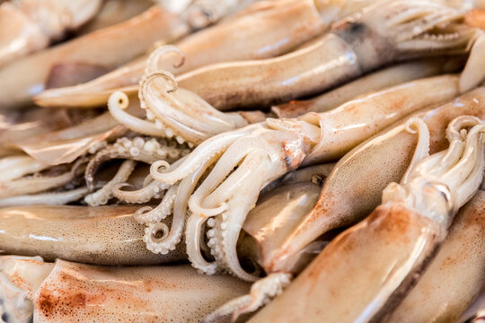 Dettaglio di tentacoli di Totano crudo