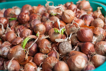 onions on the market