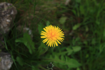 Photo of yellow dandelion flowers close-up on natural blurred background.