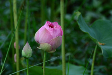 pink lotus flower is blooming.
