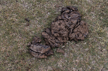 Close-up cow dung on the grass