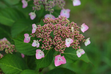 ガクアジサイのピンクの花