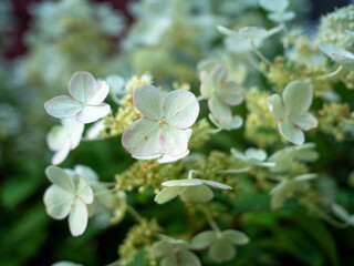 white pinkish flower on bush in summer