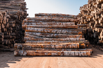 Freshly cut tree wooden logs piled up. Wood storage for industry. Felled tree trunks. Panorama of firewood cut tree trunk logs stacked prepared. Deforestation for Industrial production.