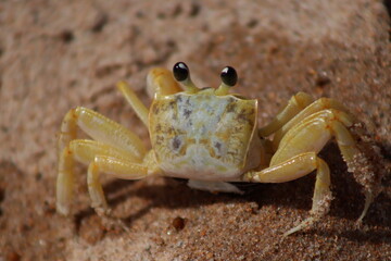 crab