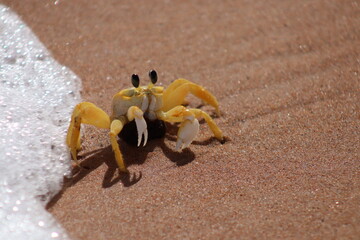 Fototapeta na wymiar crab on the sand