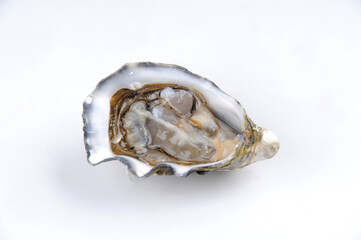 oyster on a white background