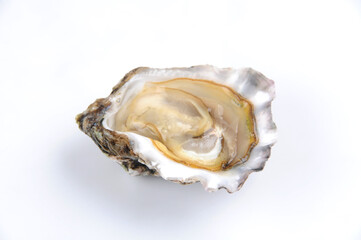 oyster on a white background