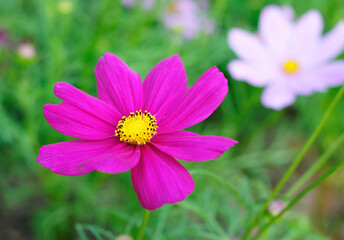 A Pink Gerbera