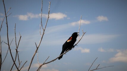 redwing black bird
