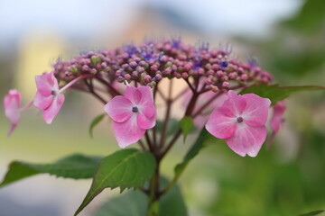 ガクアジサイのピンクの花