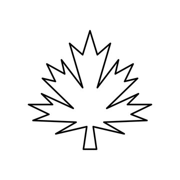 Maple leaf line icon